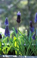Mixture of muscari - Grape hyacinths in container