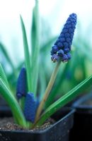 Muscari paradoxum - Grape hyacinth