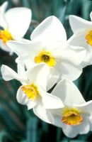 Narcissus 'Winifred van Graven' - Daffodil