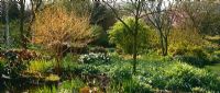 Spring border at Glen Chantry. Cornus sanguinea 'Midwinter Fire', Narcissus - Daffodils and emerging foliage of perennials and ferns