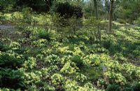 A carpet of Primula vulgaris - primroses - in the woodland area at The Dingle, Powis