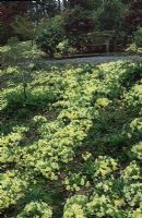 A carpet of Primula vulgaris - primroses - on a bank in the woodland area at The Dingle, Powis