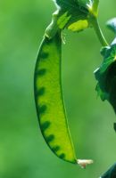 Pisum sativum - Pea 'Hurst Green Shaft' Backlit to show peas in their pods