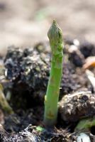 Asparagus tip growing through muck ready to cut for eating