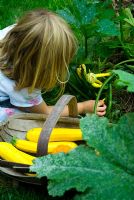 Child picking yellow courgettes - Courgette 'Gold Rush'