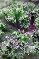 Brassica - Purple Borecale or Curly Kale 'Redbor' F1 Leaf with raindrops