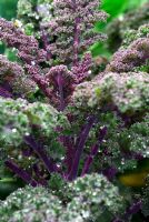 Brassica - Purple Borecale or Curly Kale 'Redbor F1' 