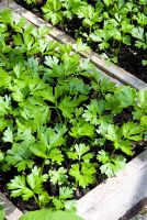 Young celery seedlings being grown in wooden seed box in greenhouse in spring