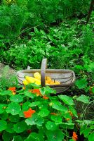 Trug of courgettes and squash with vegetable bed with nasturiums and spinach