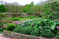 Spring potager with Tulips, espalier fruit and Buxus hedging - Brilley Court in Herefordshire open for NGS
