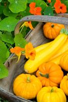 Trug of yellow Courgettes 'Gold Rush' and baby Squash just harvested in vegetable garden with Tropaeolum majus
