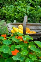 Trug of yellow Courgettes 'Gold Rush' and baby Squash just harvested in vegetable garden with Tropaeolum majus and Spinach



