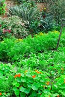 Vegetable bed of Carrots, Spinach and Tropaeolum majus with fork and border of perennials in background