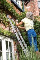 Woman on ladder training Passiflora climber against wall