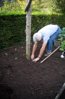 Man planting out lettuce seedlings in rows in early autumn - Raised border with ground perfectly prepared to create fine tilth