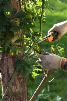 Tidying, training and pruning climbing rose in Autumn