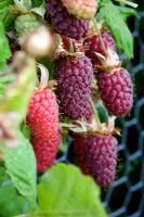 Rubus loganobaccus - Loganberry LY654