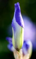 Newly formed bud of Iris hoogiana