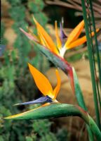 Strelitzia reginae - Bird of Paradise -Perennial native to South Africa