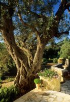 Mediterranean garden with a very old Olea europaeus - Olive tree - Cali Doxiadis, Corfu