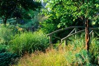July border with grasses, Acer and  Bridge - Glen Chantry, Wickham Bishops, Essex