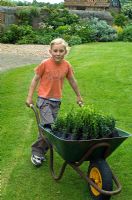 Girl pushing wheel barrow full of young box plants - Pannells Ash Farm, Essex 


