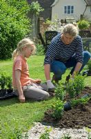 Woman and girl planting young box plants in new parterre garden - Pannells Ash Farm, Essex