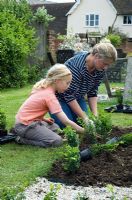 Woman and girl planting young box plants in new parterre garden - Pannells Ash Farm, Essex
