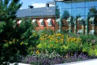 Yellow and purple border in front of modern office building - Iksu Spa, Umea, Sweden 

  
