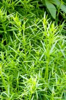Aspenula tinctoria - Dyers Woodruff