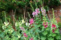Alcea rosea - Hollyhocks against brick wall in walled kitchen garden - Cerney House Gardens, Gloucestershire 