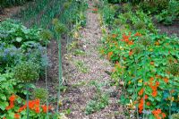 Path between vegetable beds lined with Tropaeolum majus and Alliums in walled kitchen garden - Cerney House Gardens, Gloucestershire