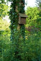 Birdbox mounted on ivy covered tree - Holbrook Garden, Devon  