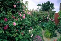 Colourful small town garden with walls and wooden pergola covered with climbing roses - Dene Court, Chelmsford