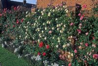 Colourful small town garden - Garden wall with climbing roses in evening light - Dene Court, Chelmsford