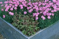 Double pink Dianthus and Salvia purpureus in square metal container