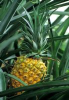 Ananus comosus 'Variegatus' - Pineapple
