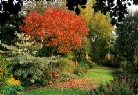 Autumnal border with Prunus and Cornus alternifolia 'Argentea' as focal points in border beside lawn - Glen Chantry, Essex