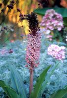Eucomis comosa flowerhead with pink Rose and silver Artemisia in background - Great Dixter