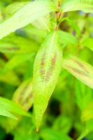 Persicaria odorata - Vietnamese Coriander