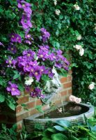 Clematis 'General Sikorski' beside Lion head wall fountain - Sun House, Long Melford