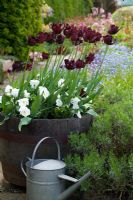 Tulipa 'Black Parrot' with Viola in a wooded barrel tub. Galvanised watering can in the foreground