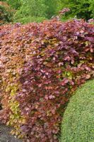Hedge of Fagus sylvatica f. purpurea  - Copper beech in spring