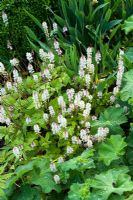 Tiarella wherryi syn cordifolia var collina - Foam flower
