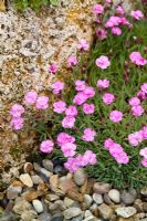 Dianthus 'Pink Jewel' growing amongst rocks