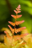 Dryopteris erythrosora showing bronze coloured new spring foliage - Japanese shield fern