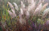 Sanguisorba officinalis 'Tanna' seedheads and Calamagrotis brachytricha flower heads in the background