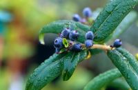Lonicera henryi blue berries