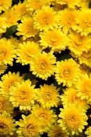 Chrysanthemum 'Coronet'