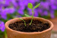 Lathyrus odoratus 'Cupani' - Sweet pea seedling in a terracotta pot
